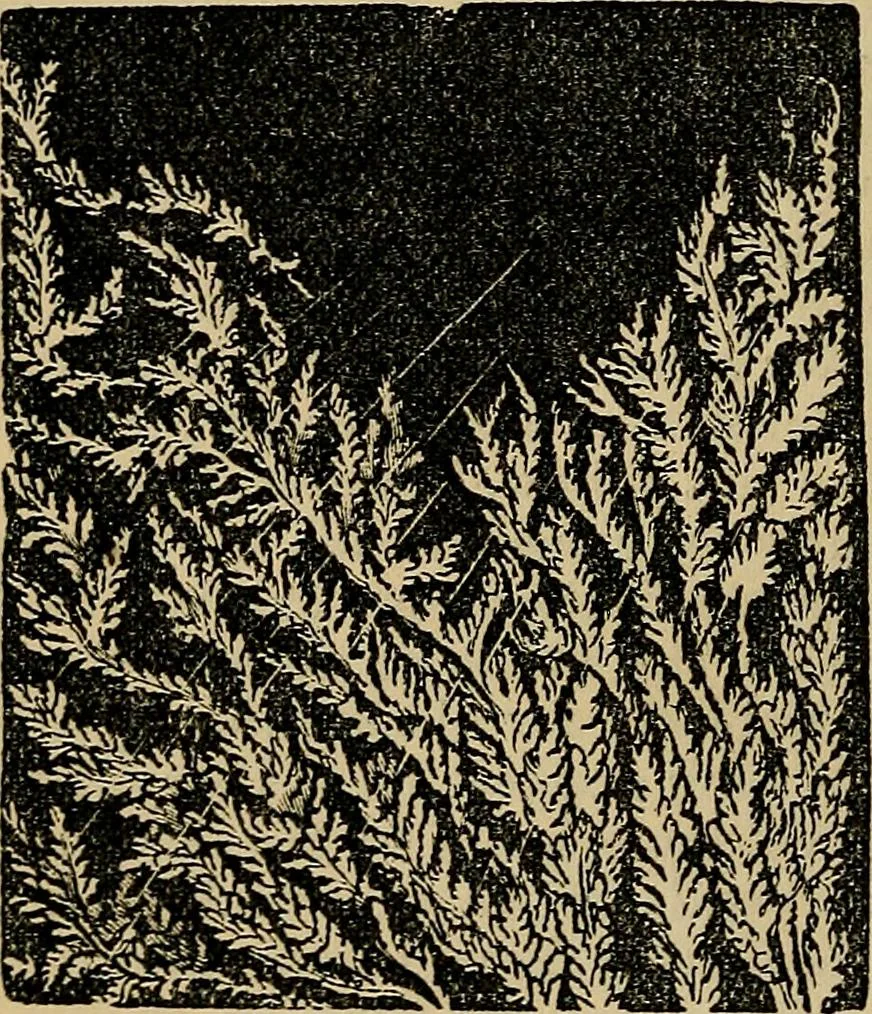 An illustration from The microscope and its revelations, 1881, leaf 931