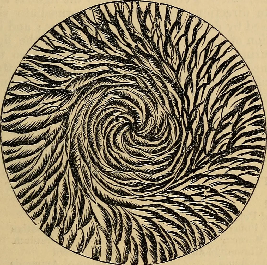 An illustration from The microscope and its revelations, 1881, leaf 934