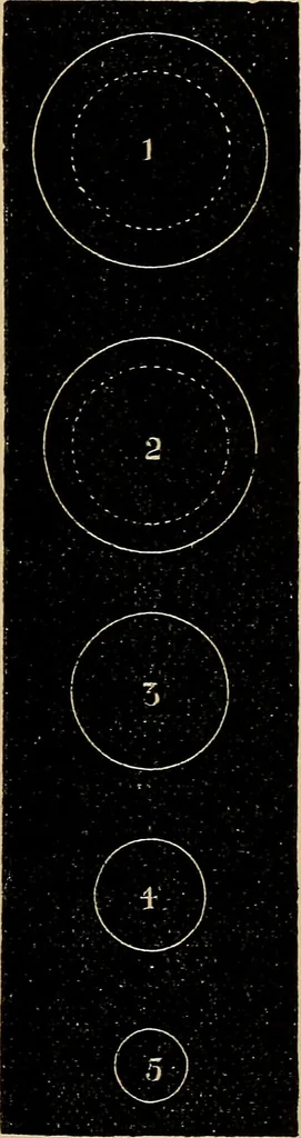 An illustration from The microscope and its revelations, 1881, leaf 944