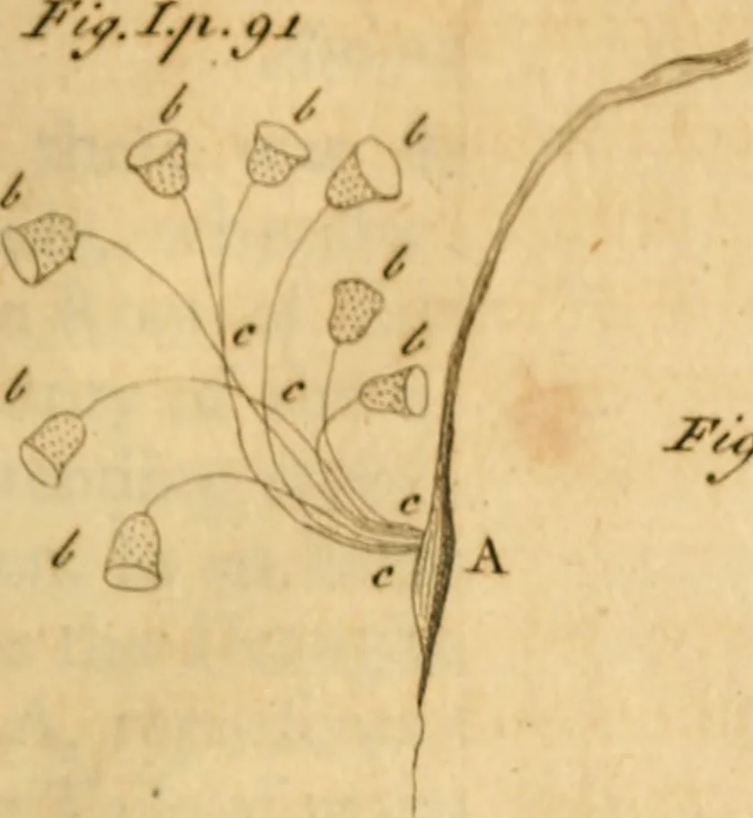 An illustration from The microscope made easy: or, I. The nature, uses and magnifying powers of the best kinds of microscopes ... II. An account of what surprizing discoveries have been already made by the microscope .., 1754, leaf 134
