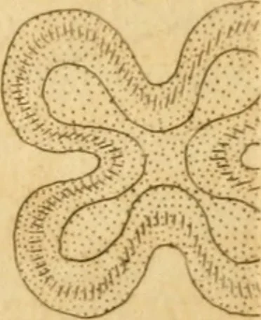 An illustration from The microscope made easy: or, I. The nature, uses and magnifying powers of the best kinds of microscopes ... II. An account of what surprizing discoveries have been already made by the microscope .., 1754, leaf 134