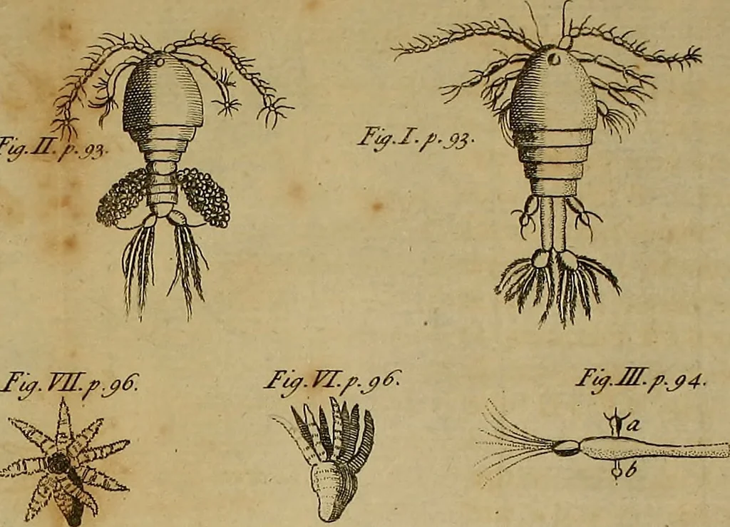 An illustration from The microscope made easy: or, I. The nature, uses and magnifying powers of the best kinds of microscopes ... II. An account of what surprizing discoveries have been already made by the microscope .., 1754, leaf 139