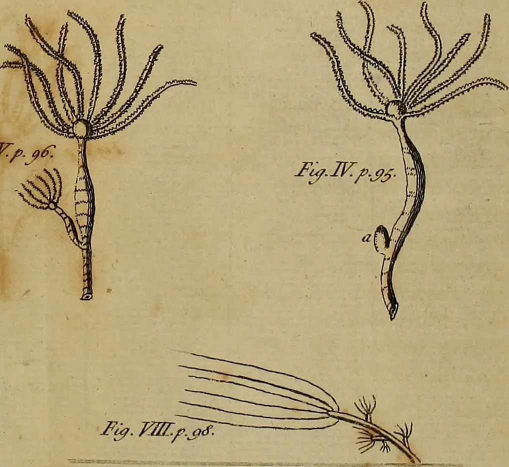 An illustration from The microscope made easy: or, I. The nature, uses and magnifying powers of the best kinds of microscopes ... II. An account of what surprizing discoveries have been already made by the microscope .., 1754, leaf 139