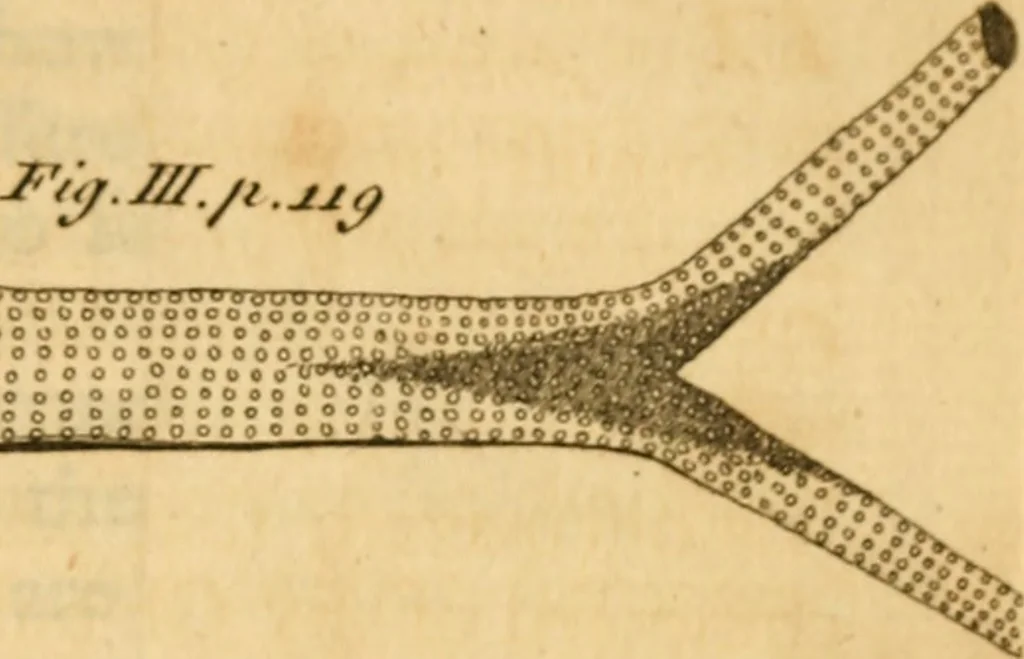 An illustration from The microscope made easy: or, I. The nature, uses and magnifying powers of the best kinds of microscopes ... II. An account of what surprizing discoveries have been already made by the microscope .., 1754, leaf 156