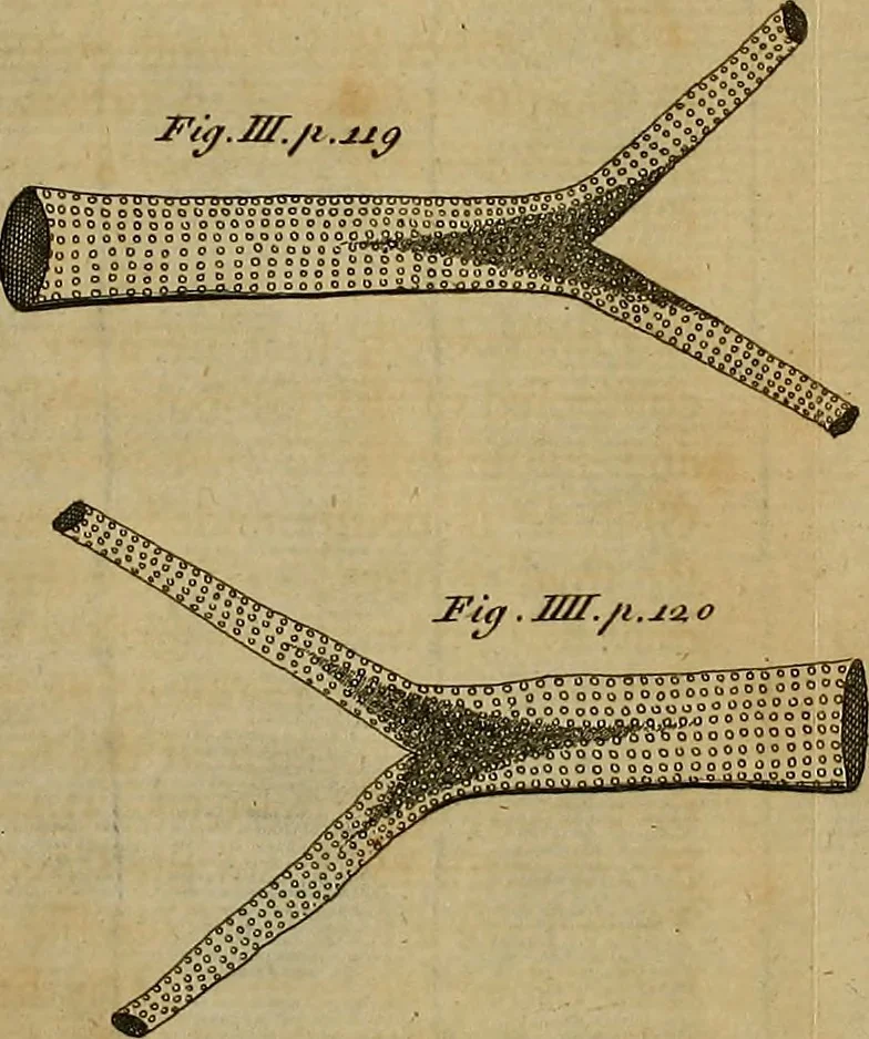 An illustration from The microscope made easy: or, I. The nature, uses and magnifying powers of the best kinds of microscopes ... II. An account of what surprizing discoveries have been already made by the microscope .., 1754, leaf 157