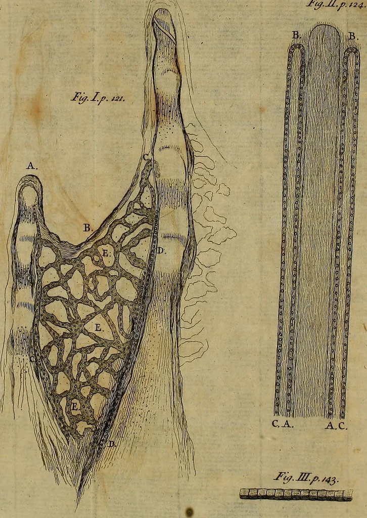An illustration from The microscope made easy: or, I. The nature, uses and magnifying powers of the best kinds of microscopes ... II. An account of what surprizing discoveries have been already made by the microscope .., 1754, leaf 175