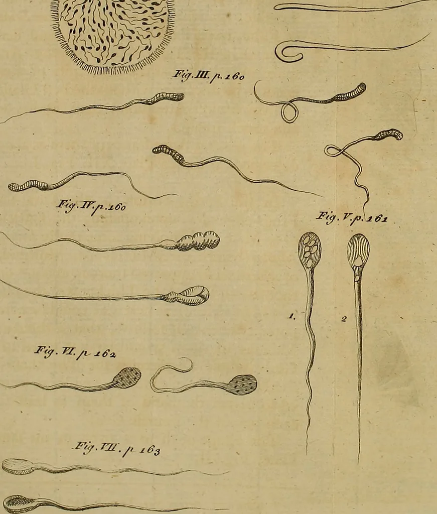 An illustration from The microscope made easy: or, I. The nature, uses and magnifying powers of the best kinds of microscopes ... II. An account of what surprizing discoveries have been already made by the microscope .., 1754, leaf 211