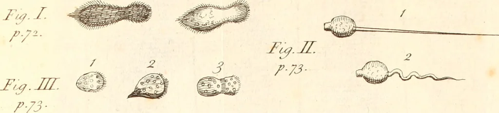 An illustration from The microscope made easy : or, I. The nature, uses, and magnifying powers of the best kinds of microscopes described, calculated, and explained ... II. An account of what surprizing discoveries have been already made by the microscope: with useful reflections on them .., 1742, leaf 110