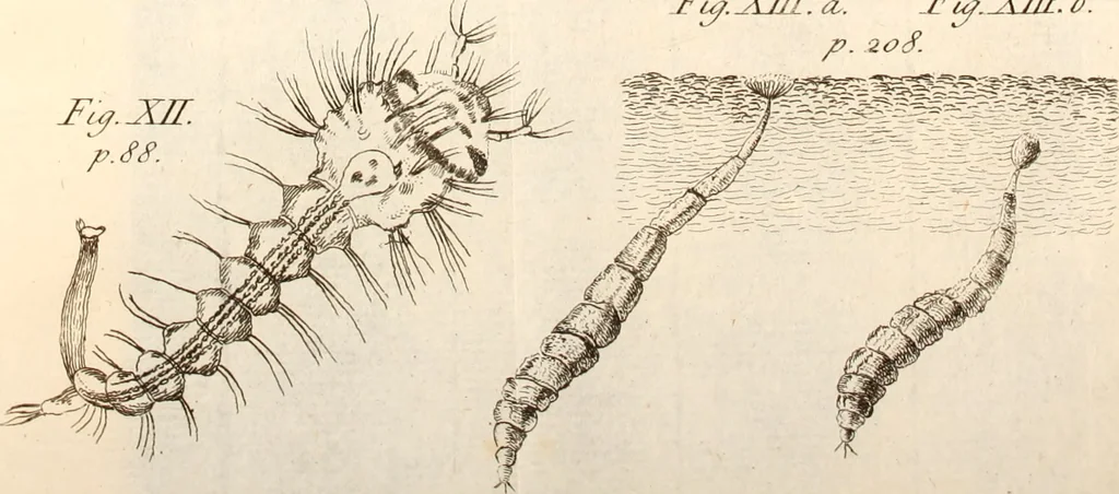 An illustration from The microscope made easy : or, I. The nature, uses, and magnifying powers of the best kinds of microscopes described, calculated, and explained ... II. An account of what surprizing discoveries have been already made by the microscope: with useful reflections on them .., 1742, leaf 110
