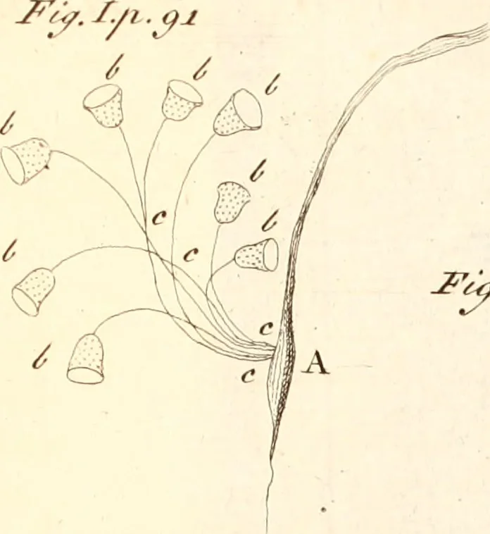 An illustration from The microscope made easy : or, I. The nature, uses, and magnifying powers of the best kinds of microscopes described, calculated, and explained ... II. An account of what surprizing discoveries have been already made by the microscope: with useful reflections on them .., 1742, leaf 130
