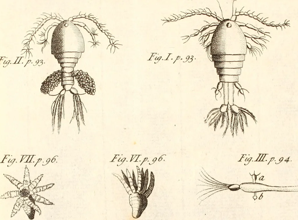An illustration from The microscope made easy : or, I. The nature, uses, and magnifying powers of the best kinds of microscopes described, calculated, and explained ... II. An account of what surprizing discoveries have been already made by the microscope: with useful reflections on them .., 1742, leaf 136