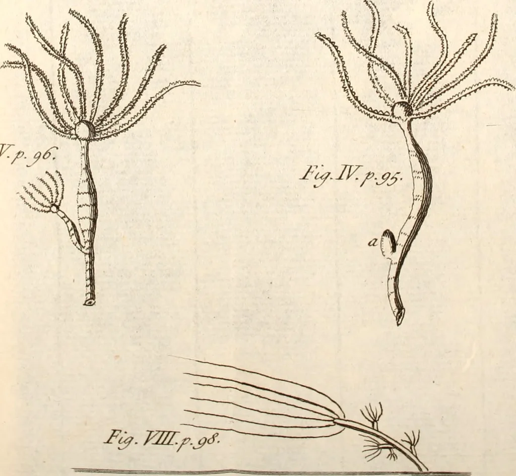 An illustration from The microscope made easy : or, I. The nature, uses, and magnifying powers of the best kinds of microscopes described, calculated, and explained ... II. An account of what surprizing discoveries have been already made by the microscope: with useful reflections on them .., 1742, leaf 136