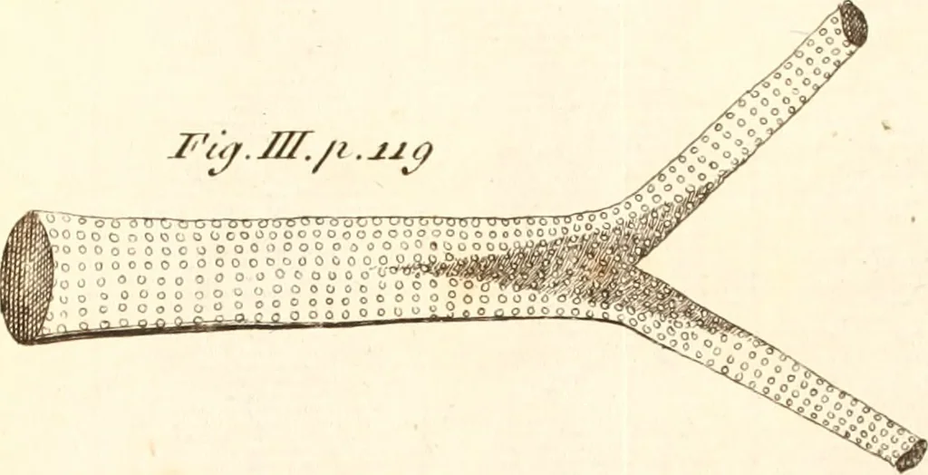 An illustration from The microscope made easy : or, I. The nature, uses, and magnifying powers of the best kinds of microscopes described, calculated, and explained ... II. An account of what surprizing discoveries have been already made by the microscope: with useful reflections on them .., 1742, leaf 148