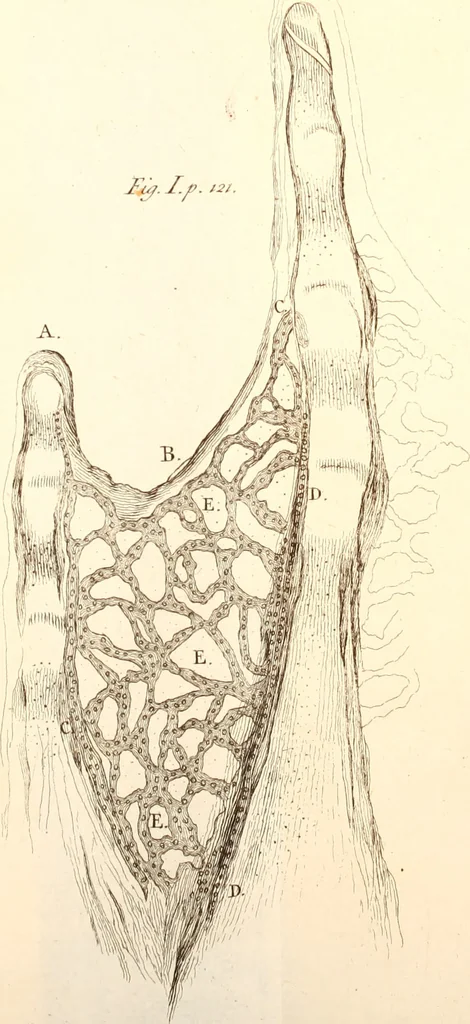 An illustration from The microscope made easy : or, I. The nature, uses, and magnifying powers of the best kinds of microscopes described, calculated, and explained ... II. An account of what surprizing discoveries have been already made by the microscope: with useful reflections on them .., 1742, leaf 168