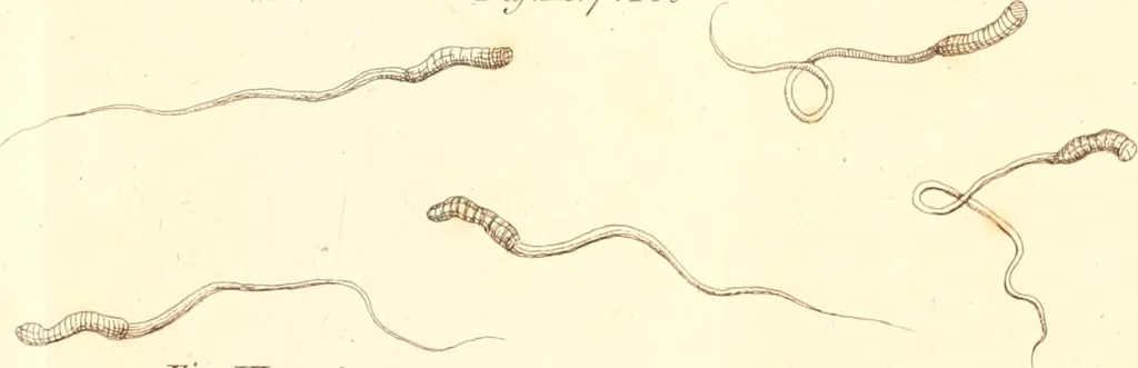 An illustration from The microscope made easy : or, I. The nature, uses, and magnifying powers of the best kinds of microscopes described, calculated, and explained ... II. An account of what surprizing discoveries have been already made by the microscope: with useful reflections on them .., 1742, leaf 202