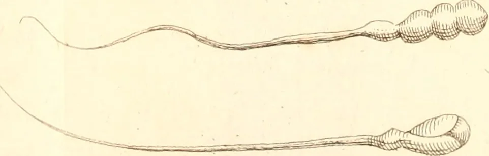 An illustration from The microscope made easy : or, I. The nature, uses, and magnifying powers of the best kinds of microscopes described, calculated, and explained ... II. An account of what surprizing discoveries have been already made by the microscope: with useful reflections on them .., 1742, leaf 202