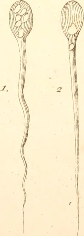 An illustration from The microscope made easy : or, I. The nature, uses, and magnifying powers of the best kinds of microscopes described, calculated, and explained ... II. An account of what surprizing discoveries have been already made by the microscope: with useful reflections on them .., 1742, leaf 202