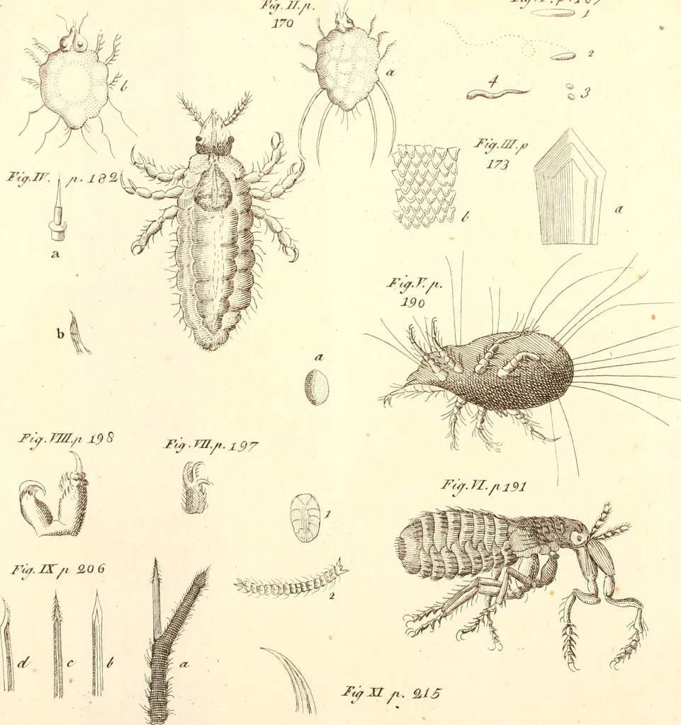 An illustration from The microscope made easy : or, I. The nature, uses, and magnifying powers of the best kinds of microscopes described, calculated, and explained ... II. An account of what surprizing discoveries have been already made by the microscope: with useful reflections on them .., 1742, leaf 220