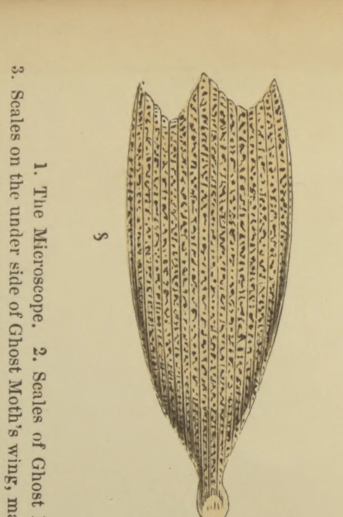 An illustration from The microscope, or Descriptions of various objects of especial interest and beauty, 1869, leaf 3