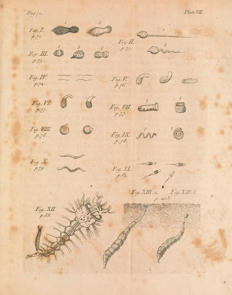 An illustration from Of microscopes and the discoveries made thereby : illustrated with many copper-plates, 1785, leaf 121