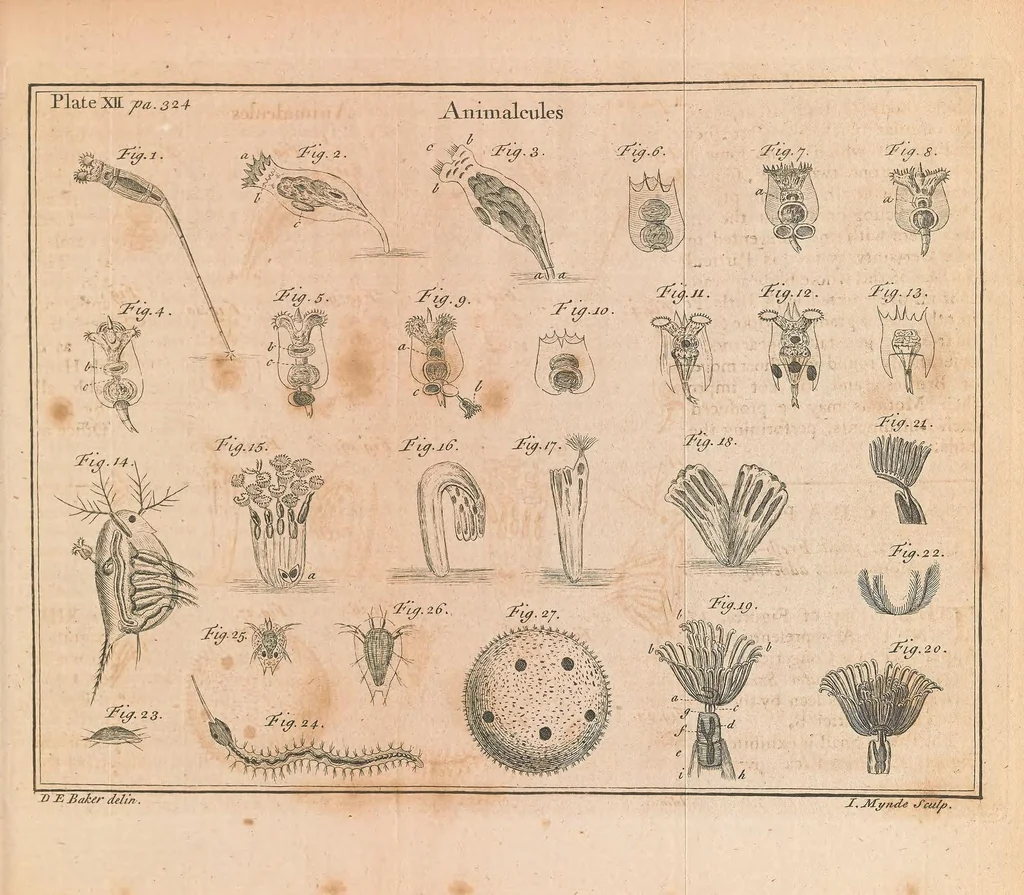An illustration from Of microscopes and the discoveries made thereby : illustrated with many copper-plates, 1785, leaf 373