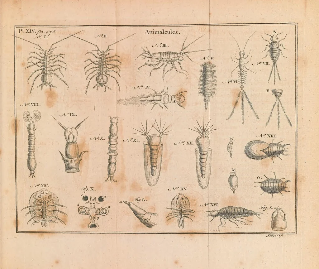 An illustration from Of microscopes and the discoveries made thereby : illustrated with many copper-plates, 1785, leaf 431