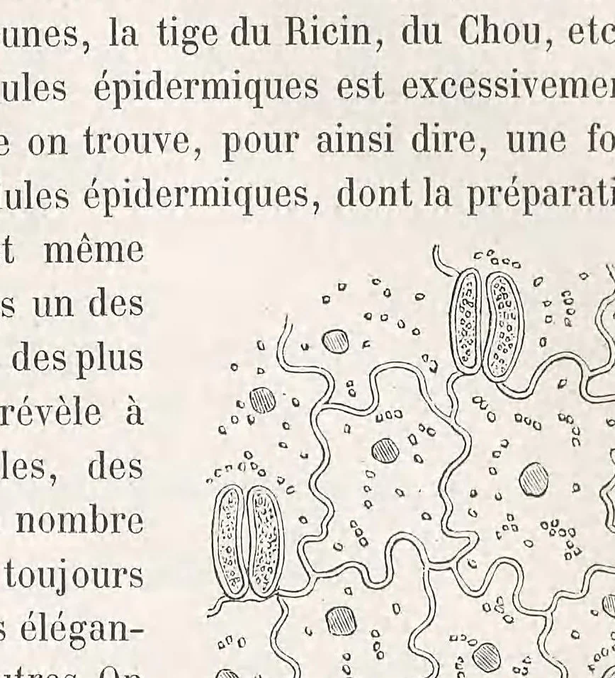An illustration from Le microscope son emploi et ses applications .., 1876, leaf 393