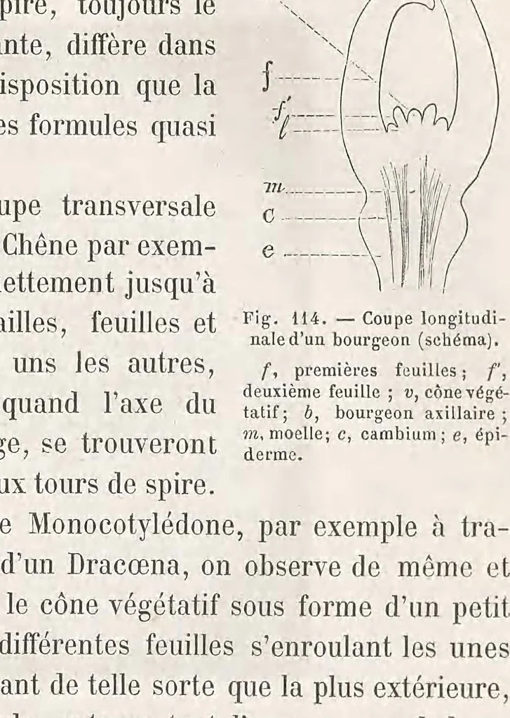 An illustration from Le microscope son emploi et ses applications .., 1876, leaf 419