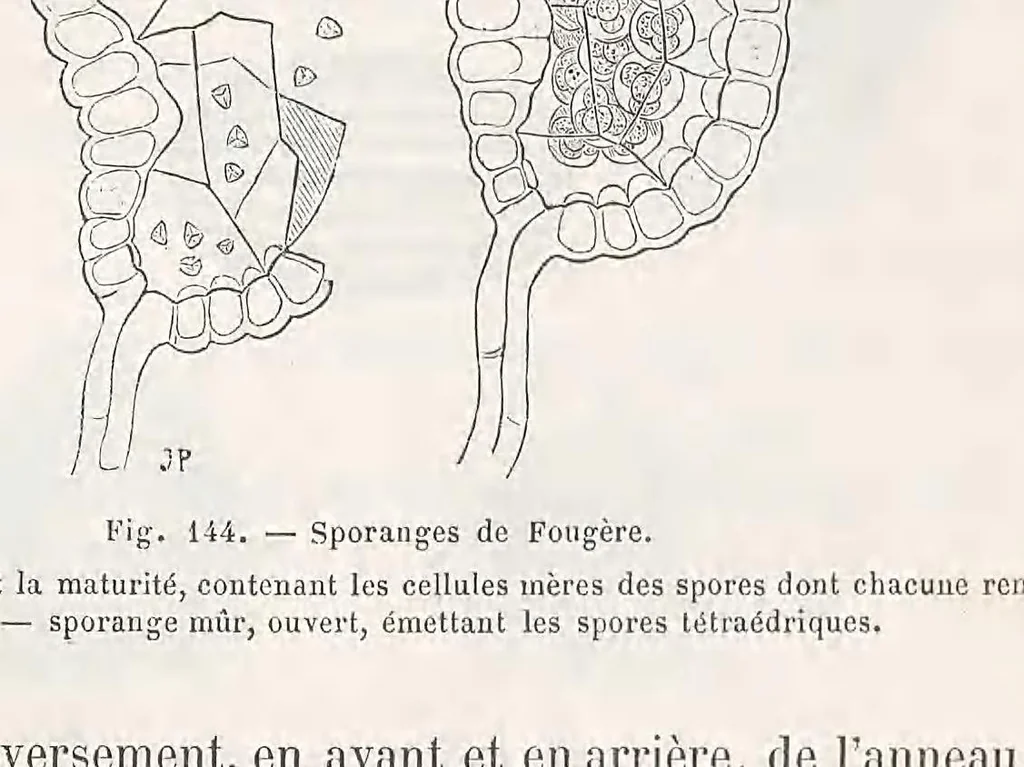 An illustration from Le microscope son emploi et ses applications .., 1876, leaf 459