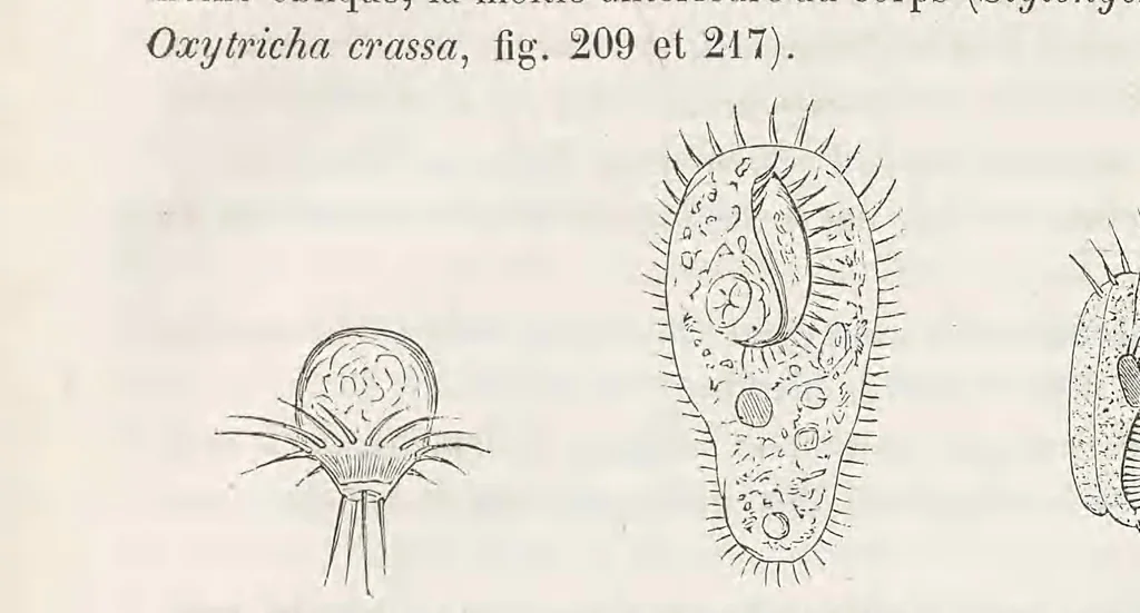 An illustration from Le microscope son emploi et ses applications .., 1876, leaf 640