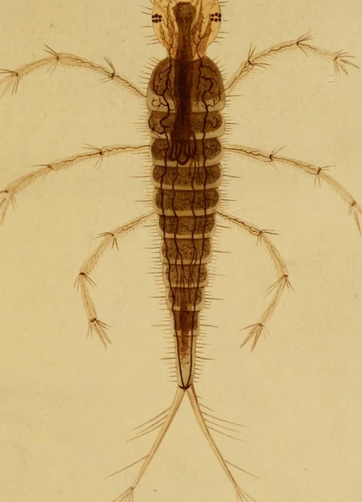 An illustration from The microscopic cabinet of select animated objects : with a description of the jewel and doublet microscope, test objects, &c. to which are subjoined, memoirs on the verification of microscopic phenomena, and an exact method of appreciating the quality of microscopes and engiscopes by C.R. Goring, 1832, leaf 256