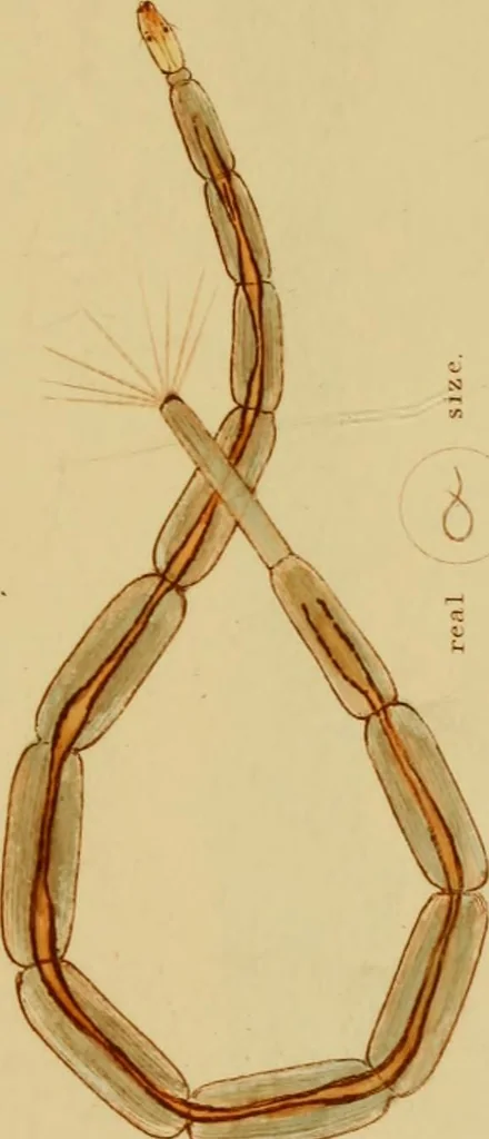 An illustration from The microscopic cabinet of select animated objects : with a description of the jewel and doublet microscope, test objects, &c. to which are subjoined, memoirs on the verification of microscopic phenomena, and an exact method of appreciating the quality of microscopes and engiscopes by C.R. Goring, 1832, leaf 258