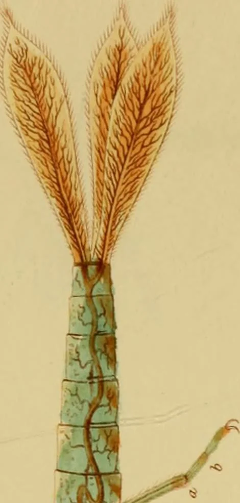 An illustration from The microscopic cabinet of select animated objects : with a description of the jewel and doublet microscope, test objects, &c. to which are subjoined, memoirs on the verification of microscopic phenomena, and an exact method of appreciating the quality of microscopes and engiscopes by C.R. Goring, 1832, leaf 260
