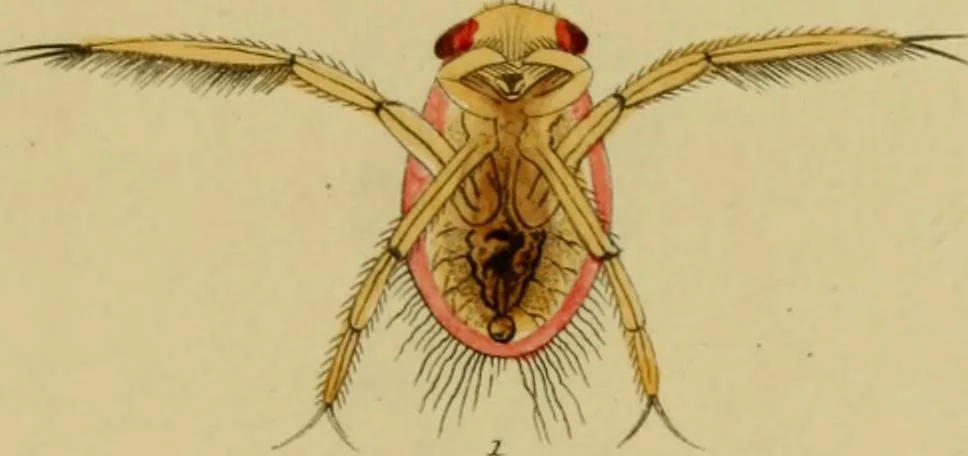 An illustration from The microscopic cabinet of select animated objects : with a description of the jewel and doublet microscope, test objects, &c. to which are subjoined, memoirs on the verification of microscopic phenomena, and an exact method of appreciating the quality of microscopes and engiscopes by C.R. Goring, 1832, leaf 262
