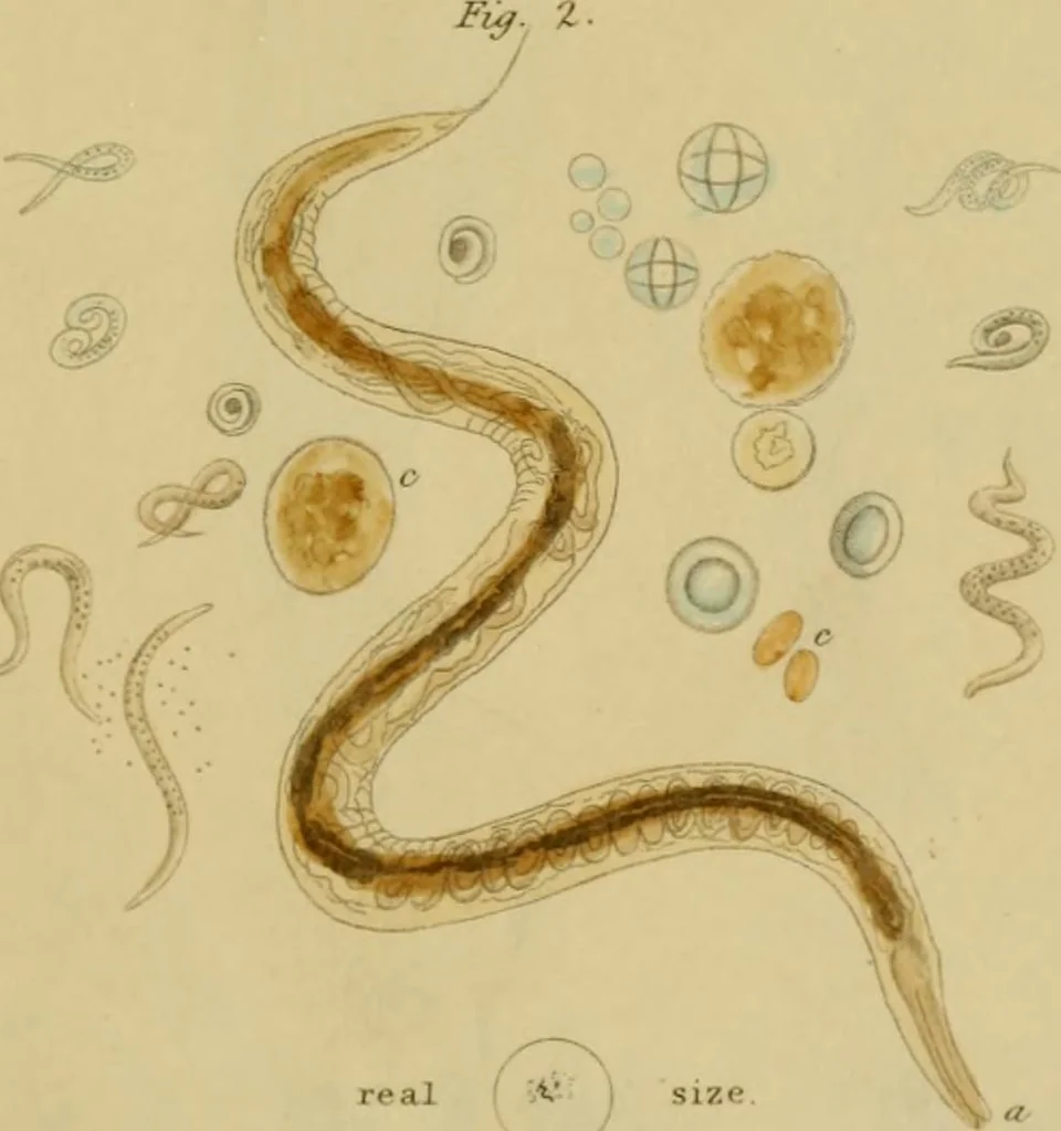 An illustration from The microscopic cabinet of select animated objects : with a description of the jewel and doublet microscope, test objects, &c. to which are subjoined, memoirs on the verification of microscopic phenomena, and an exact method of appreciating the quality of microscopes and engiscopes by C.R. Goring, 1832, leaf 262