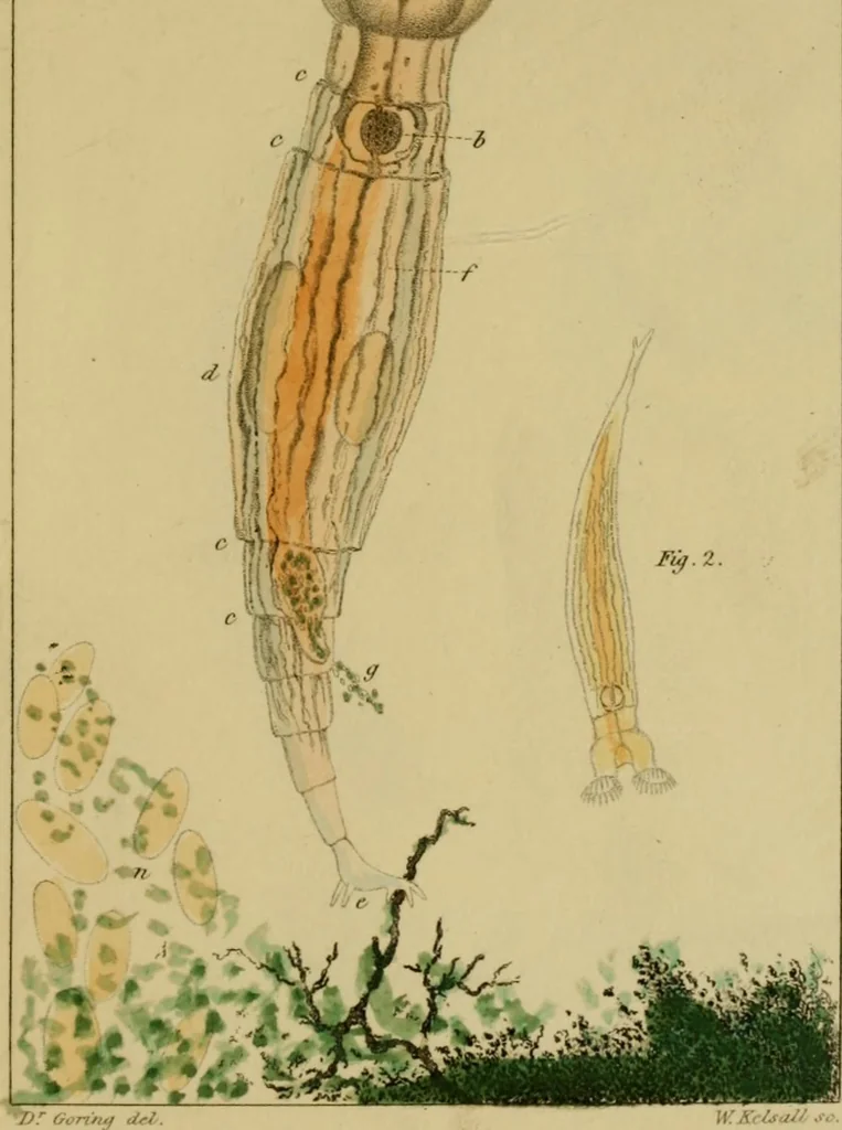 An illustration from The microscopic cabinet of select animated objects : with a description of the jewel and doublet microscope, test objects, &c. to which are subjoined, memoirs on the verification of microscopic phenomena, and an exact method of appreciating the quality of microscopes and engiscopes by C.R. Goring, 1832, leaf 264