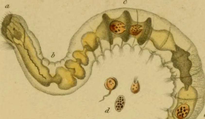 An illustration from The microscopic cabinet of select animated objects : with a description of the jewel and doublet microscope, test objects, &c. to which are subjoined, memoirs on the verification of microscopic phenomena, and an exact method of appreciating the quality of microscopes and engiscopes by C.R. Goring, 1832, leaf 270
