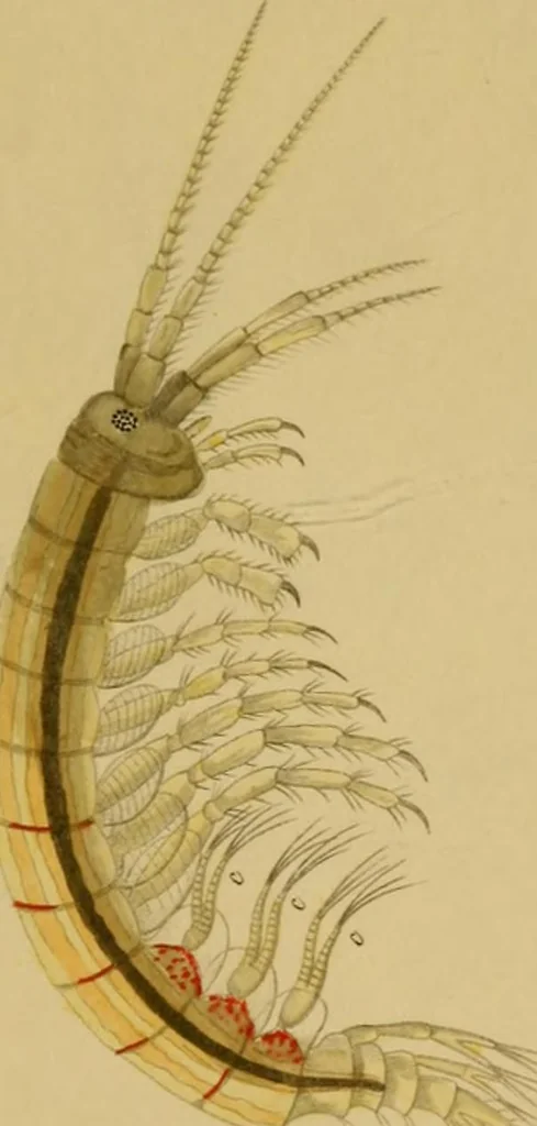 An illustration from The microscopic cabinet of select animated objects : with a description of the jewel and doublet microscope, test objects, &c. to which are subjoined, memoirs on the verification of microscopic phenomena, and an exact method of appreciating the quality of microscopes and engiscopes by C.R. Goring, 1832, leaf 274