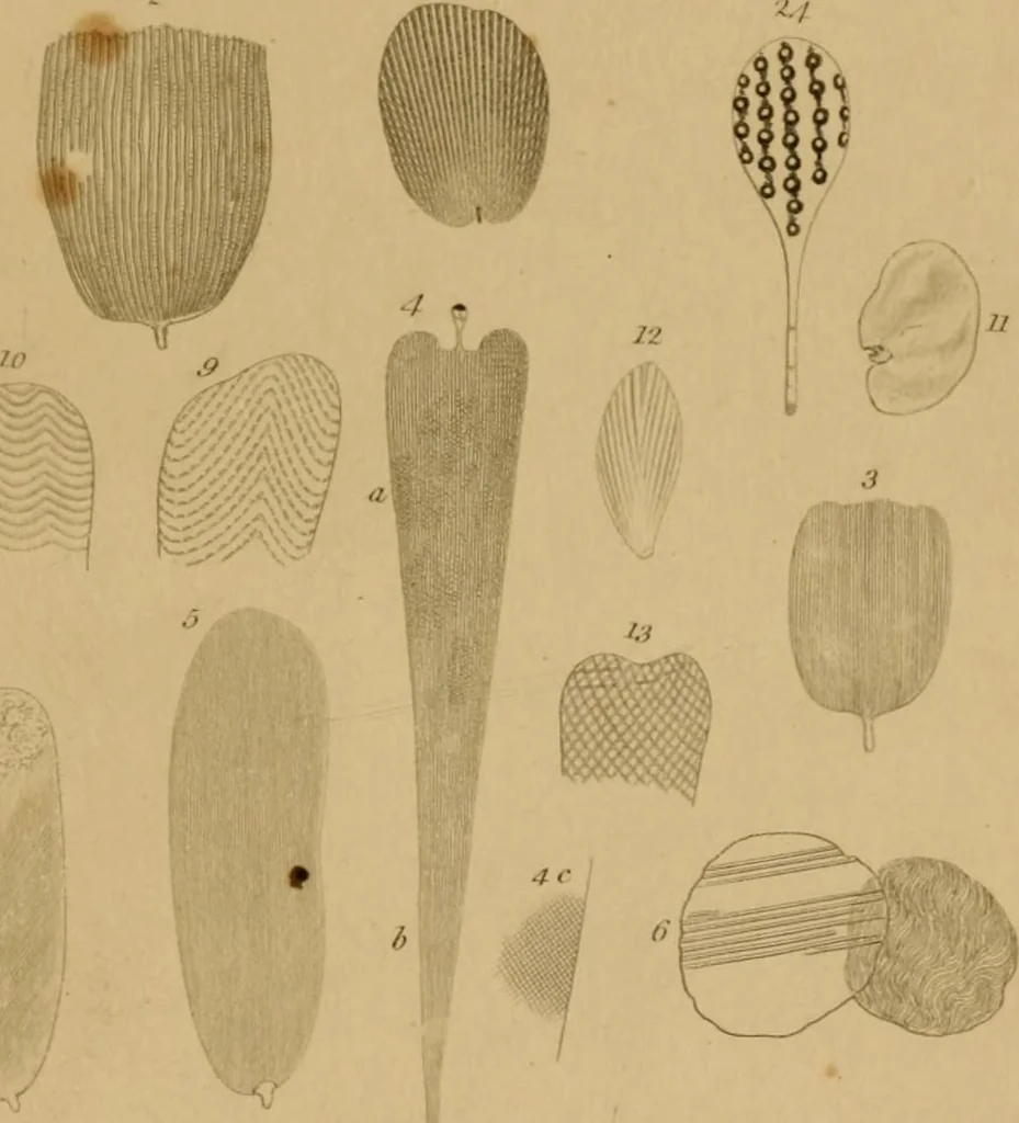 An illustration from The microscopic cabinet of select animated objects : with a description of the jewel and doublet microscope, test objects, &c. to which are subjoined, memoirs on the verification of microscopic phenomena, and an exact method of appreciating the quality of microscopes and engiscopes by C.R. Goring, 1832, leaf 276