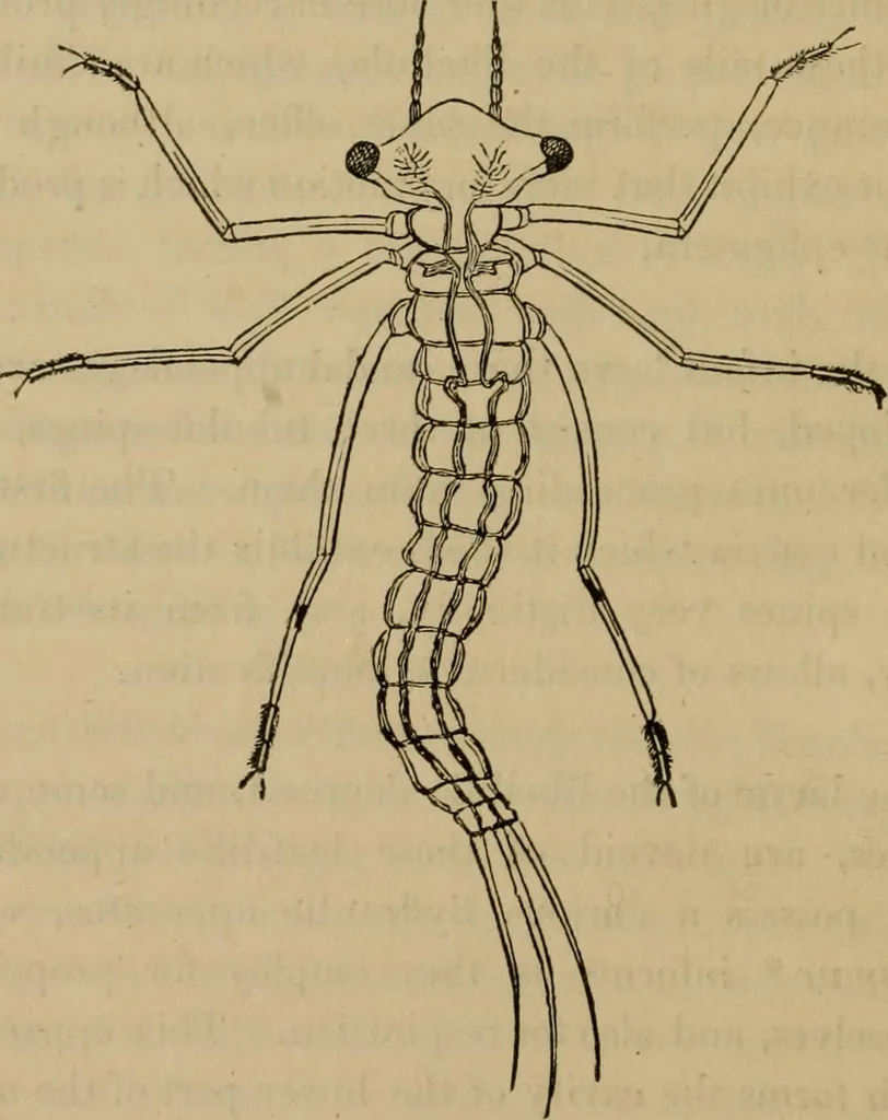 An illustration from The microscopic cabinet of select animated objects : with a description of the jewel and doublet microscope, test objects, &c. to which are subjoined, memoirs on the verification of microscopic phenomena, and an exact method of appreciating the quality of microscopes and engiscopes by C.R. Goring, 1832, leaf 43