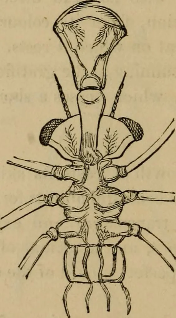 An illustration from The microscopic cabinet of select animated objects : with a description of the jewel and doublet microscope, test objects, &c. to which are subjoined, memoirs on the verification of microscopic phenomena, and an exact method of appreciating the quality of microscopes and engiscopes by C.R. Goring, 1832, leaf 45