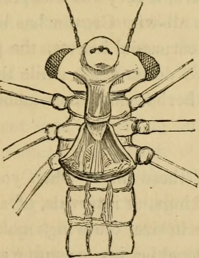 An illustration from The microscopic cabinet of select animated objects : with a description of the jewel and doublet microscope, test objects, &c. to which are subjoined, memoirs on the verification of microscopic phenomena, and an exact method of appreciating the quality of microscopes and engiscopes by C.R. Goring, 1832, leaf 46