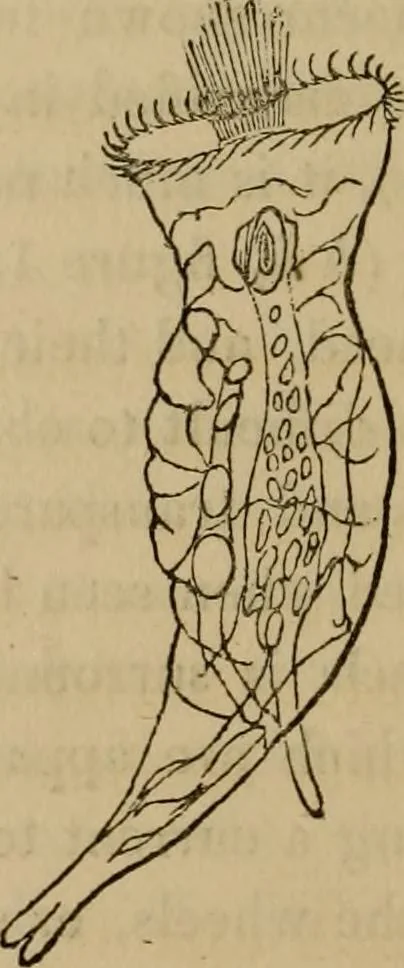 An illustration from The microscopic cabinet of select animated objects : with a description of the jewel and doublet microscope, test objects, &c. to which are subjoined, memoirs on the verification of microscopic phenomena, and an exact method of appreciating the quality of microscopes and engiscopes by C.R. Goring, 1832, leaf 69