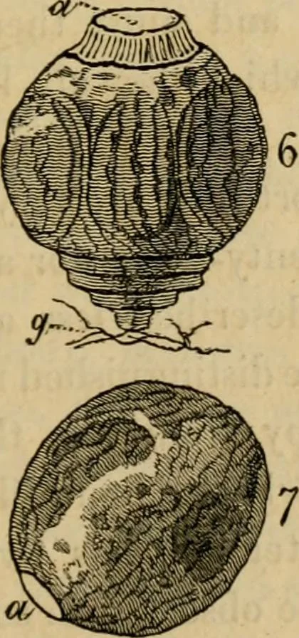 An illustration from The microscopic cabinet of select animated objects : with a description of the jewel and doublet microscope, test objects, &c. to which are subjoined, memoirs on the verification of microscopic phenomena, and an exact method of appreciating the quality of microscopes and engiscopes by C.R. Goring, 1832, leaf 72