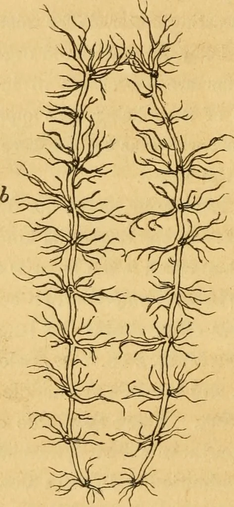 An illustration from Microscopic objects, animal, vegetable and mineral; with instructions for preparing and viewing them, 1847, leaf 89