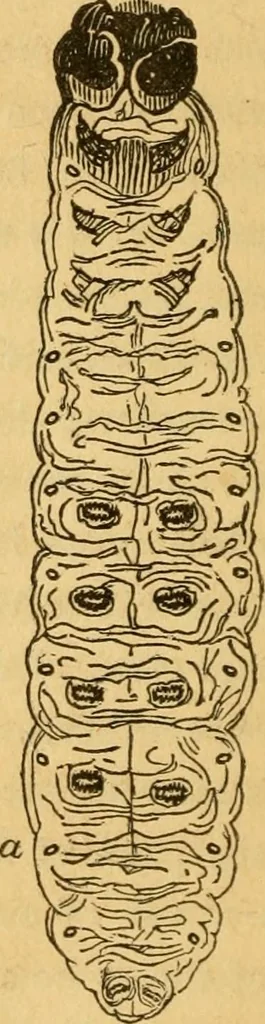 An illustration from Microscopic objects, animal, vegetable and mineral; with instructions for preparing and viewing them, 1847, leaf 89