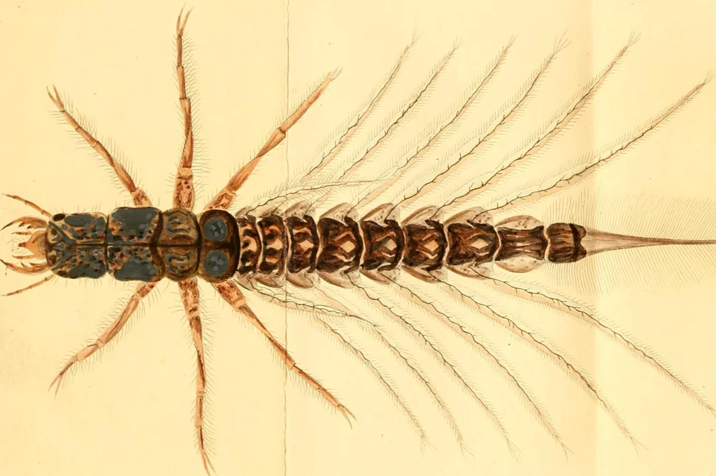 An illustration from Microscopic objects, animal, vegetable and mineral; with instructions for preparing and viewing them, 1847, leaf 9