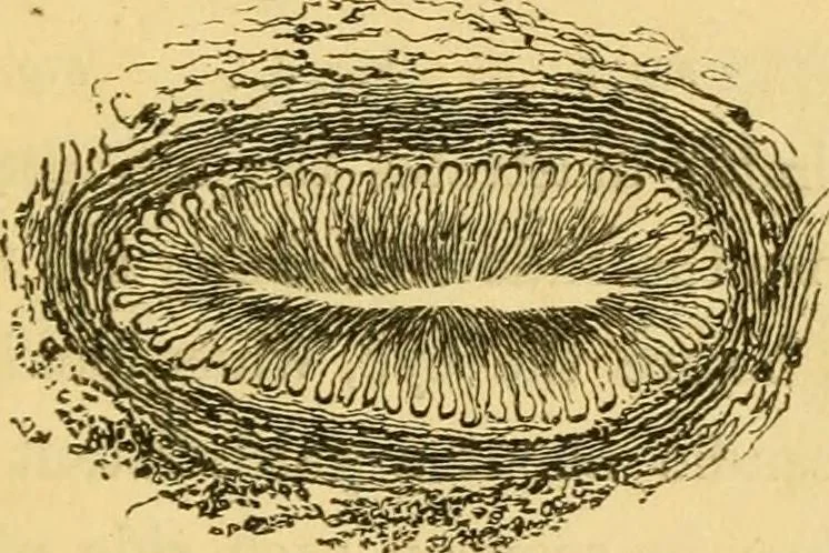 An illustration from Microscopic objects, animal, vegetable and mineral; with instructions for preparing and viewing them, 1847, leaf 90