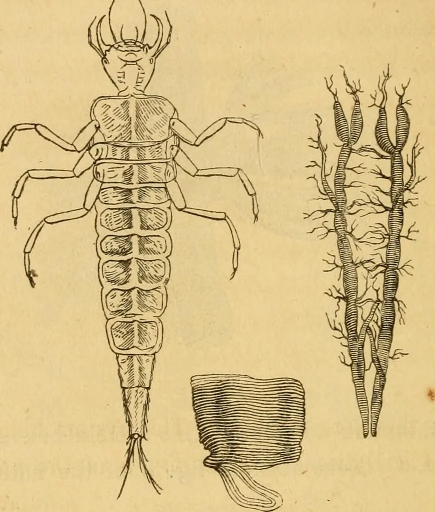 An illustration from Microscopic objects, animal, vegetable and mineral; with instructions for preparing and viewing them, 1847, leaf 91