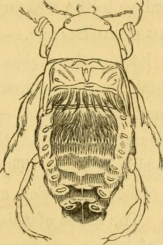 An illustration from Microscopic objects, animal, vegetable and mineral; with instructions for preparing and viewing them, 1847, leaf 92